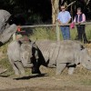 Rhinoceros at Western Plains zoo
