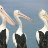 Pelicans, The Entrance