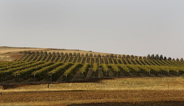 Winery - Heathcote