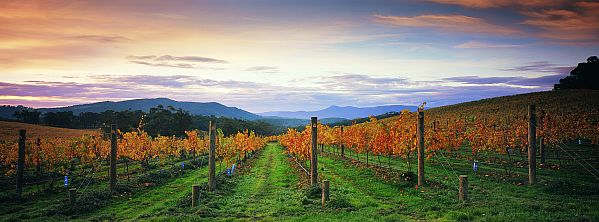 Yarra Valley Winery