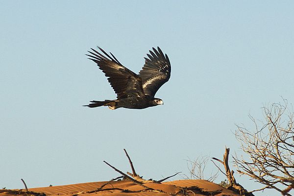 Wedge-tailed eagle (Aquila audax)