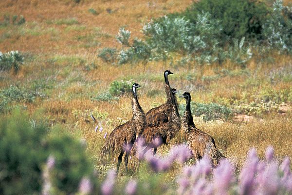 Emus in the Cape Range National Park