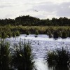 Fivebough Wetlands, Leeton,