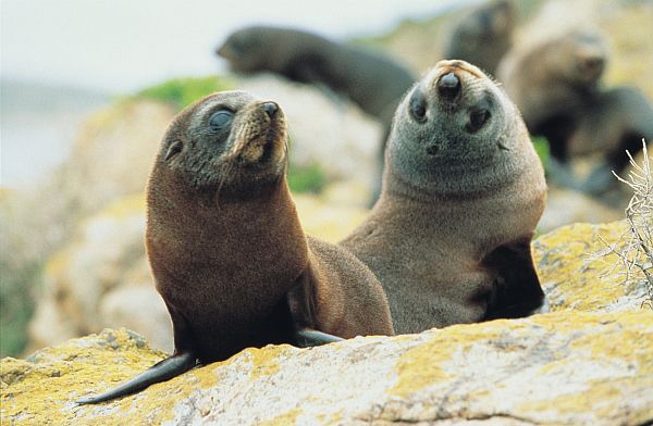 New Zealand Fur Seals - South Neptune Island