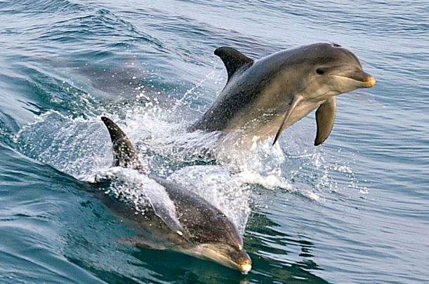 Dolphins in Port Phillip Bay