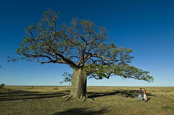 The Dinner Tree at One Mile Camp, part of the Derby Pastoral Trail