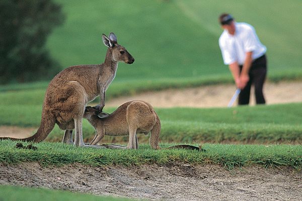 Kangaroos and golfer at The Vines Resort in the Swan Valley 